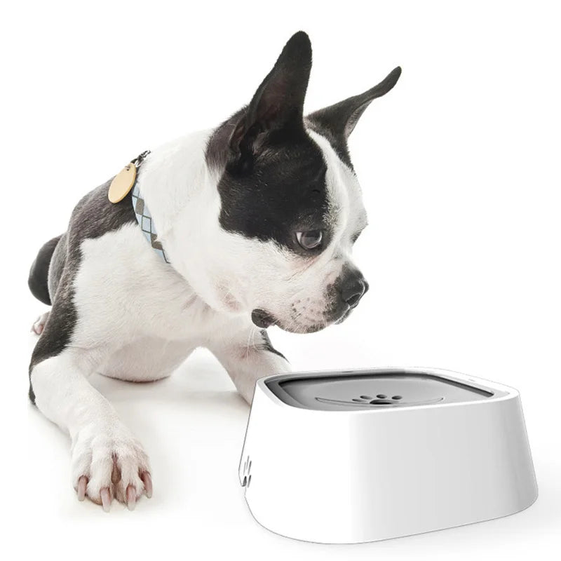 A dog is looking at an water bowl on a white background.