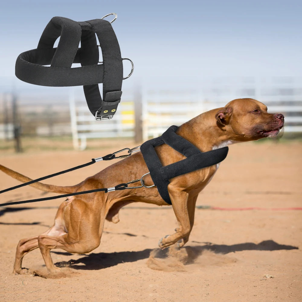 A muscular brown dog wearing a black harness, leaping forward on a sandy surface, with a matching harness shown above.