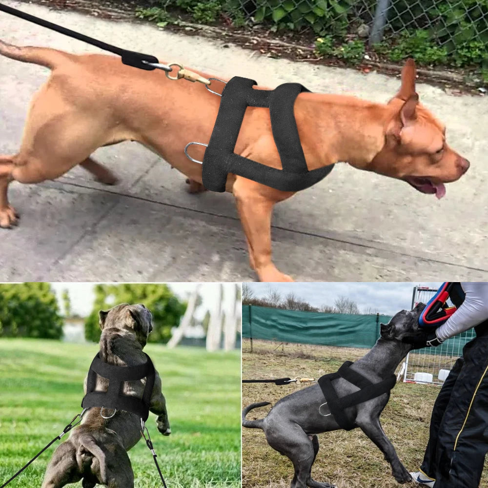 Three dogs in harnesses for training or walks.