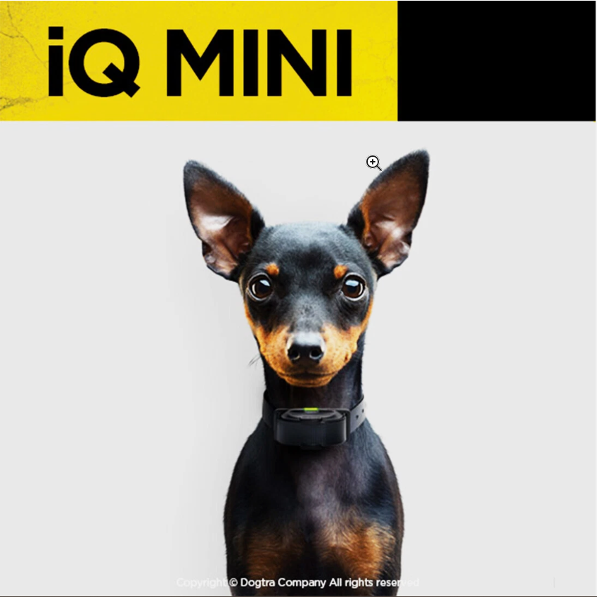 Dogtra IQ Mini 2-Dogs Remote Dog Training System for Smaller Dogs - 400 Yard Range - Shopinapets Dogtra IQ Mini 2-Dogs Remote Dog Training System for Smaller Dogs - 400 Yard Range Shopinapets #