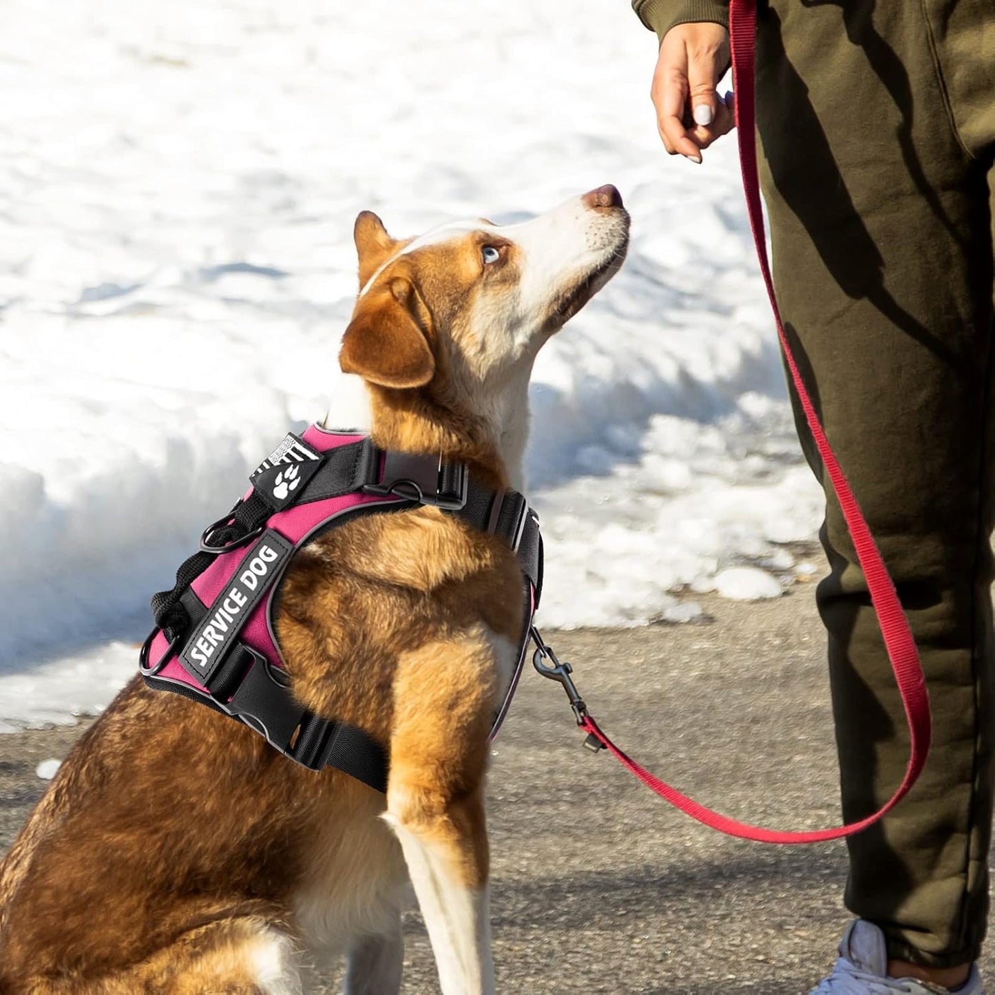 NoChoke Comfort Dog Harness - Shopinapets NoChoke Comfort Dog Harness Shopinapets #