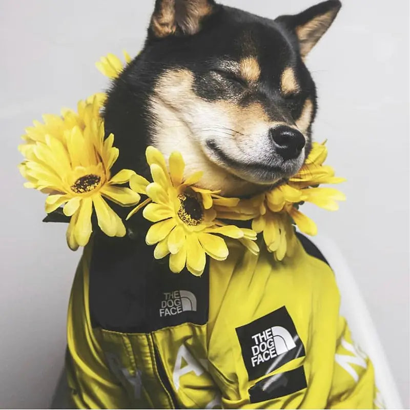 Pet Waterproof Jacket - Shopinapets Pet Waterproof Jacket Shopinapets #