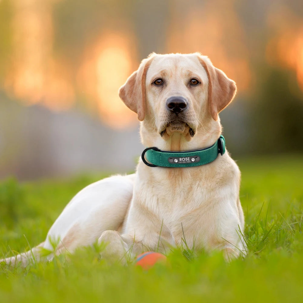 A dog sits on green grass, wearing a green collar with a name tag.
