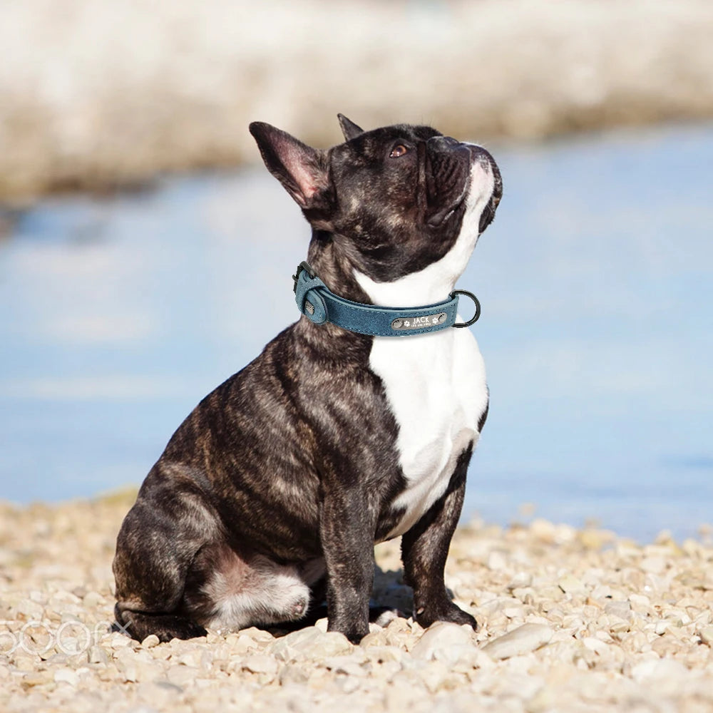 A dog sits on pebbles by the water, wearing a blue collar, and gazes upwards with curiosity.