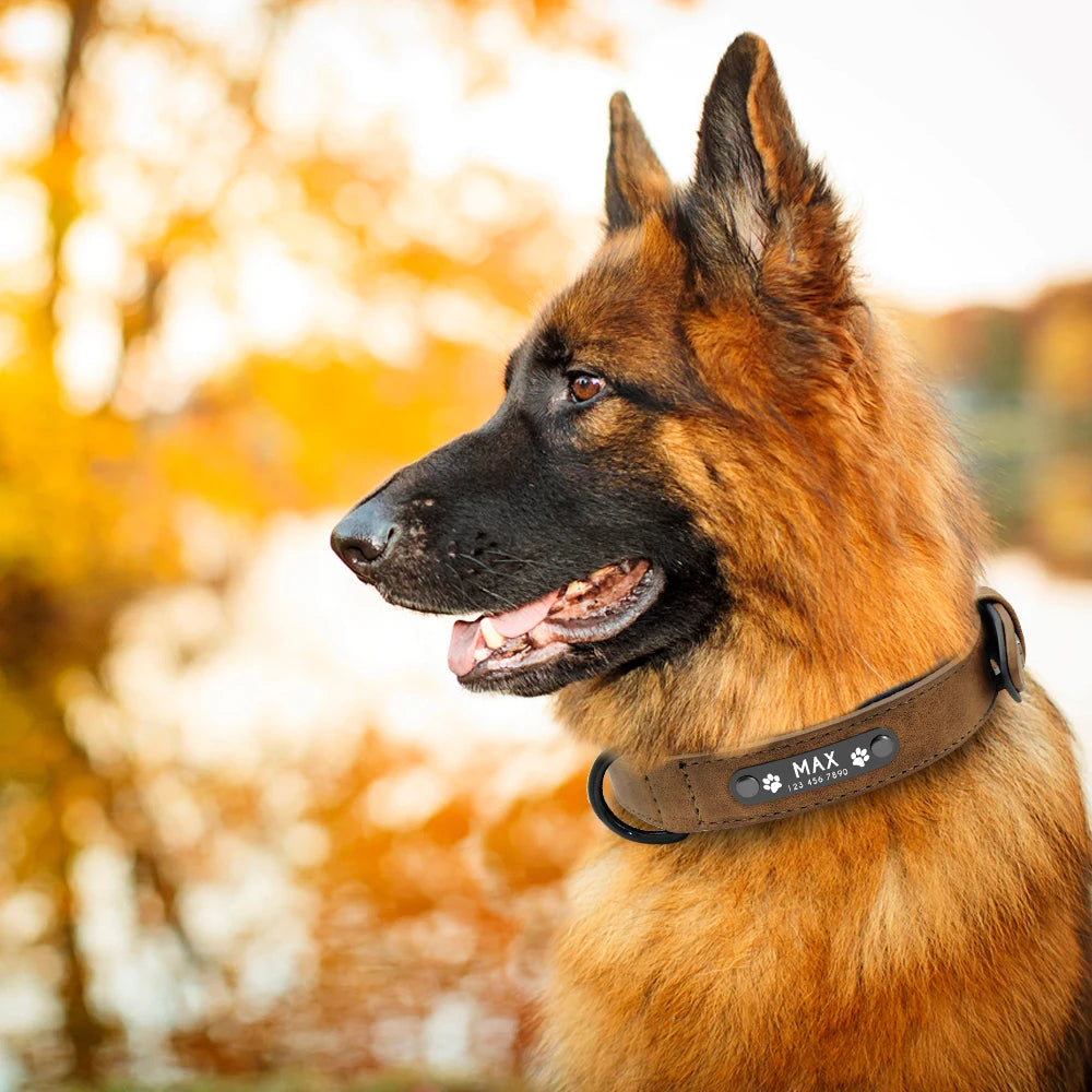 A dog wearing a personalized brown collar in front of autumn foliage.