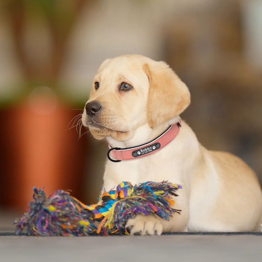 A dog sits beside a colorful rope toy, wearing a pink collar with a tag.