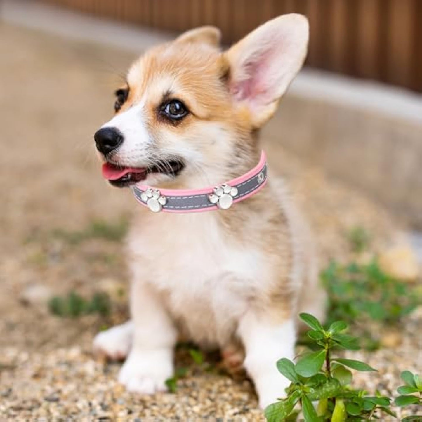 Reflective Leather Collar for Small Medium Large Dogs Cats, Adjustable Girl Puppy Dog Collars With Cute Paw Rivet - Shopinapets Reflective Leather Collar for Small Medium Large Dogs Cats, Adjustable Girl Puppy Dog Collars With Cute Paw Rivet Shopinapets #