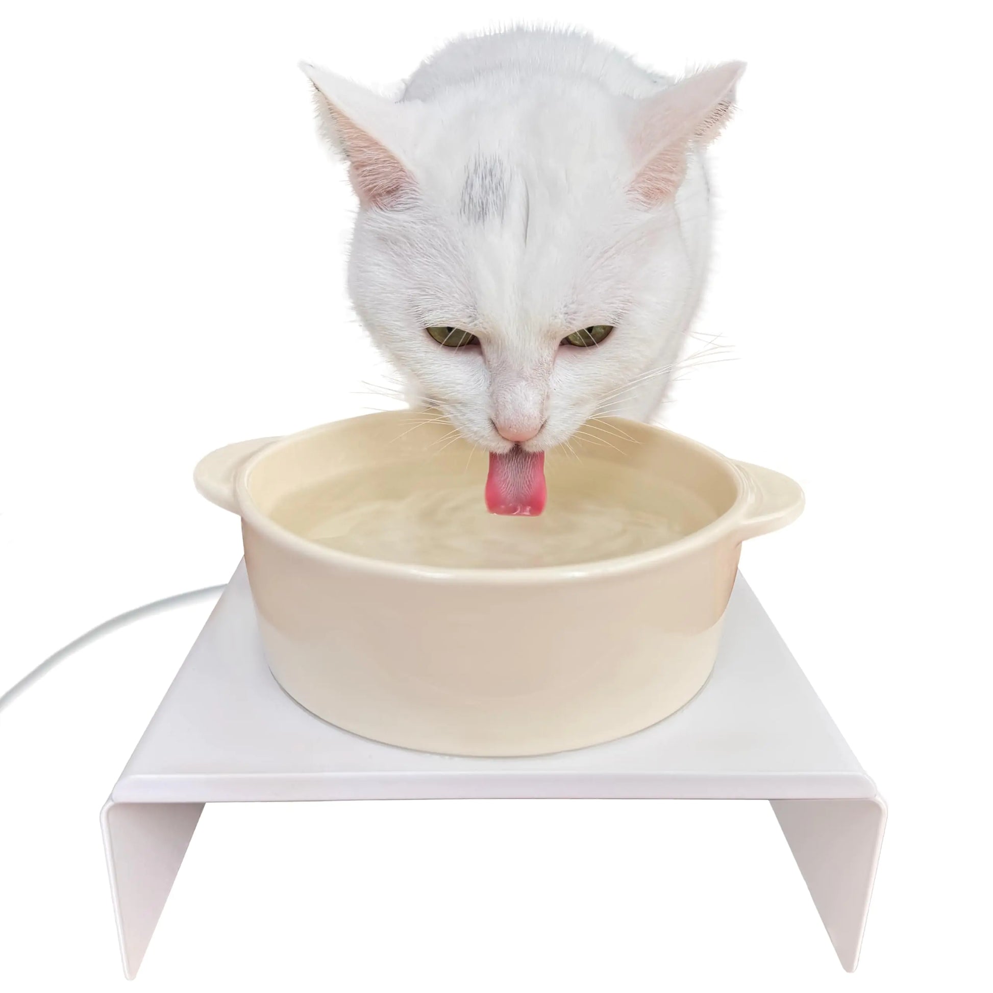 White cat drinking from a beige bowl on a white stand with a white background