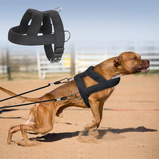 A muscular brown dog wearing a black harness, leaping forward on a sandy surface, with a matching harness shown above.