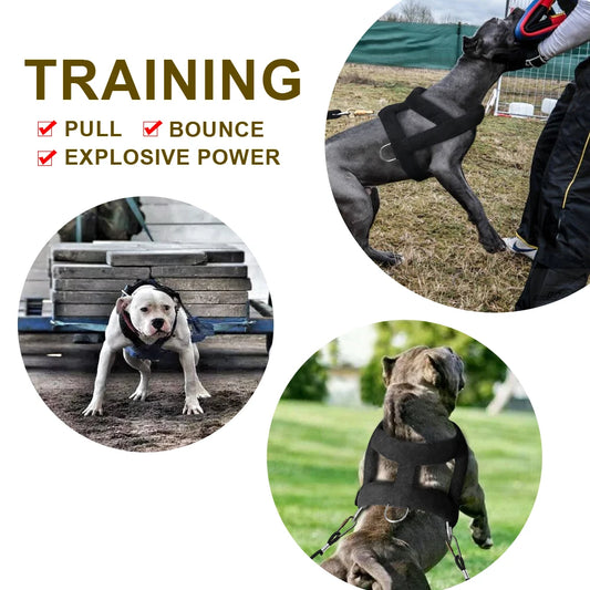 advertising materials for dog harnesses that feature pictures of dogs working out and highlight the words "PULL," "BOUNCE," and "EXPLOSIVE POWER."