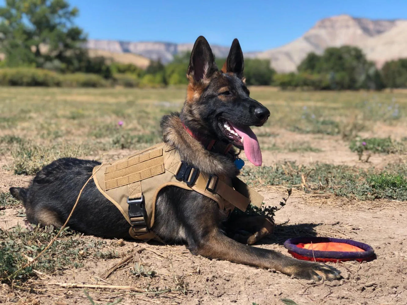 Dog wearing a tactical vest lying on the ground with mountains in the background