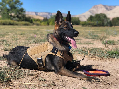 Dog wearing a tactical vest lying on the ground with mountains in the background