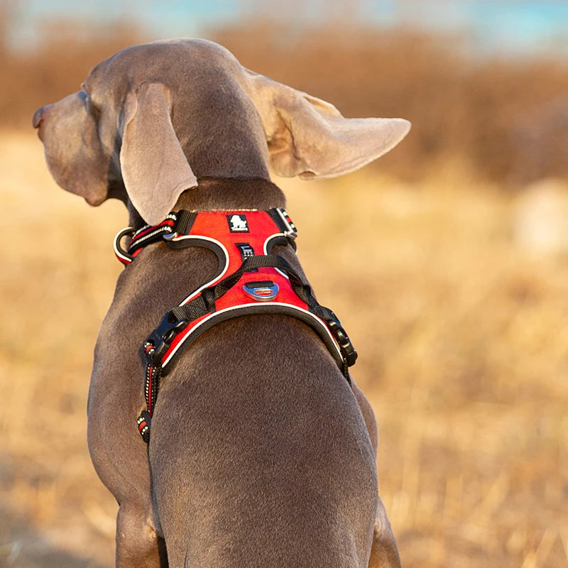 Dog wearing a red harness in a field