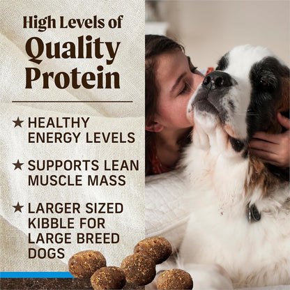 A dog receives attention while kibble is displayed, highlighting high-quality protein benefits for healthy energy and muscle mass.