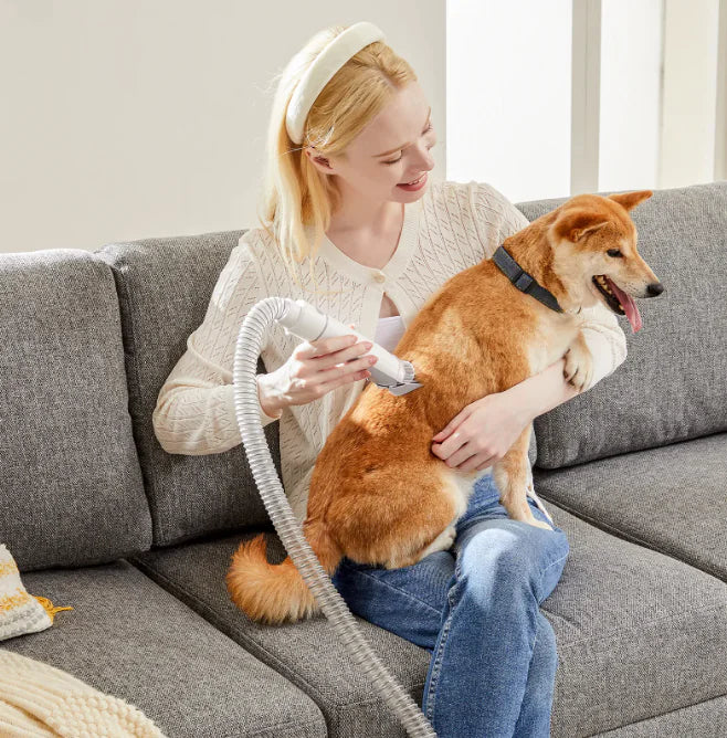 A person uses a grooming tool on a Shiba Inu dog sitting comfortably on a gray couch, showcasing a cozy pet-care moment.