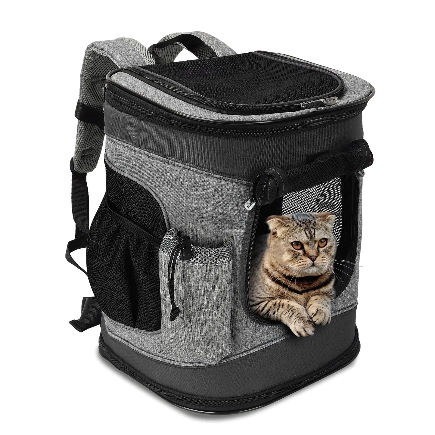 Pet carrier backpack with a cat peeking out on a white background