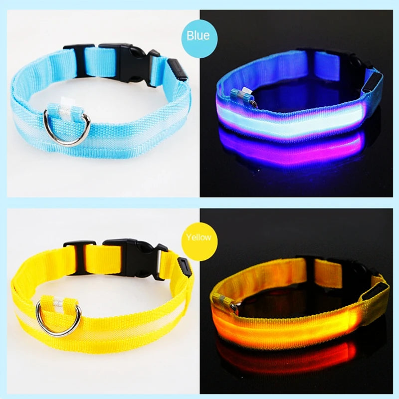 Four LED dog collars in blue, purple, yellow, and orange on a white background.