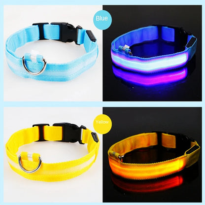 Four LED dog collars in blue, purple, yellow, and orange on a white background.