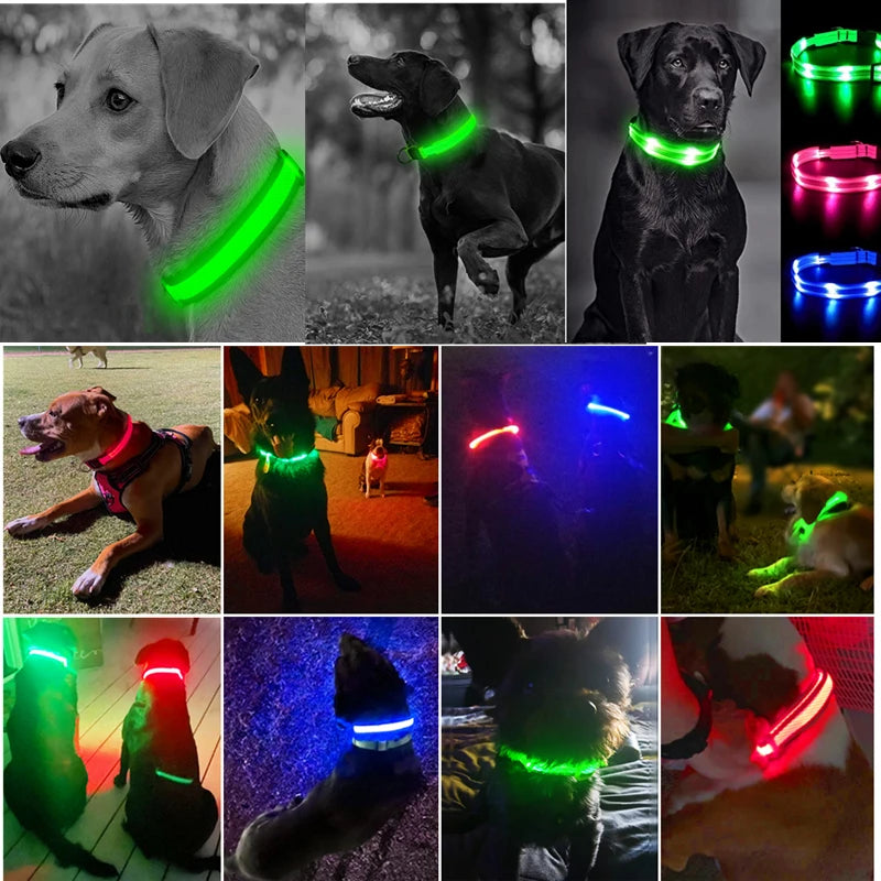 Collage of dogs wearing LED dog collars in various colors and settings.