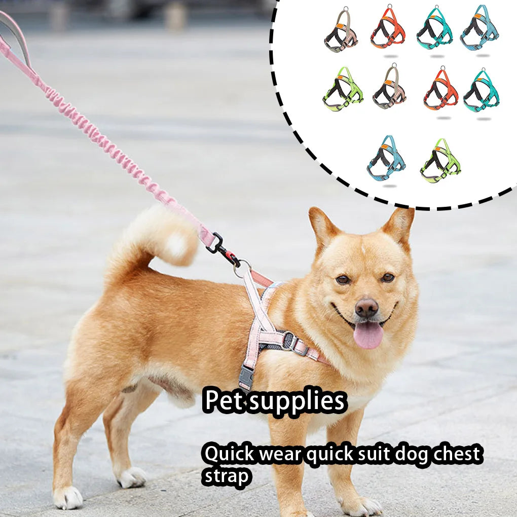 Dog wearing a chest strap with quick release buckle, leash, and color options displayed.