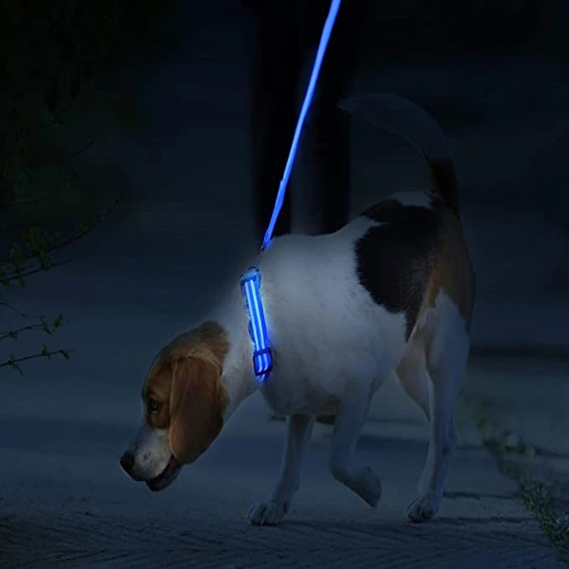 Dog walking on a leash with a glowing blue light at night