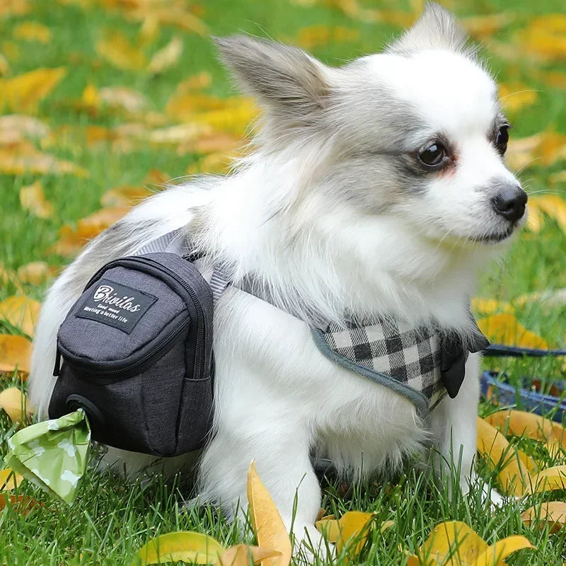 Small white dog with a black bag on its back sitting in a grassy area with fallen leaves.