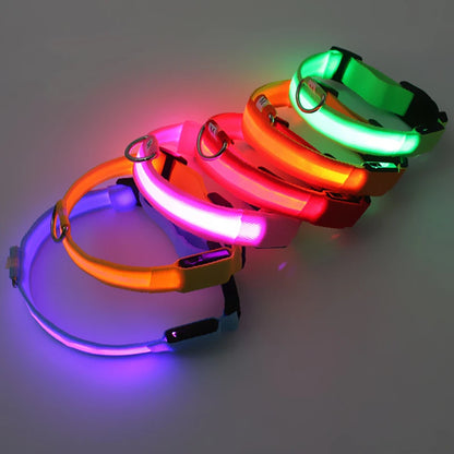 Four LED dog collars in red, green, orange, and purple on a white background