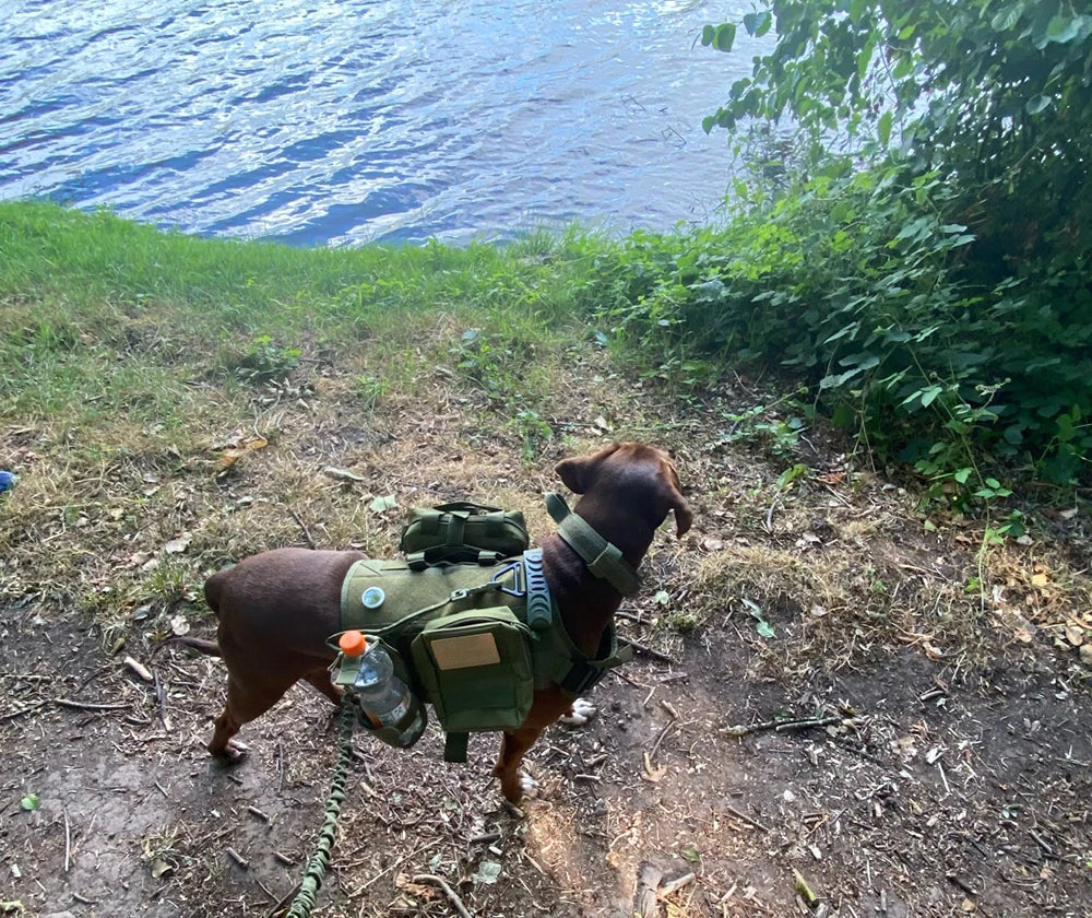 Dog wearing a green backpack with supplies on a trail near water