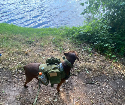 Dog wearing a green backpack with supplies on a trail near water