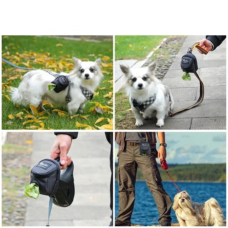Dog with a leash and camera attachment in various outdoor settings