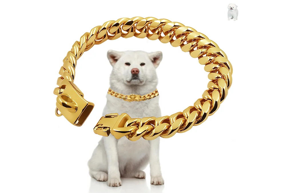 Gold chain collar around a dog's neck on a white background