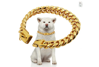 Gold chain collar around a dog's neck on a white background