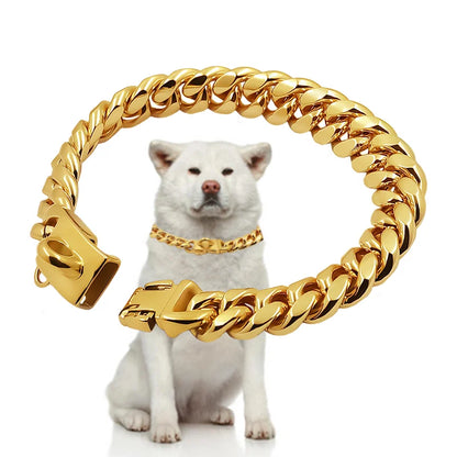 Gold chain collar on a white dog with a large gold chain collar in front