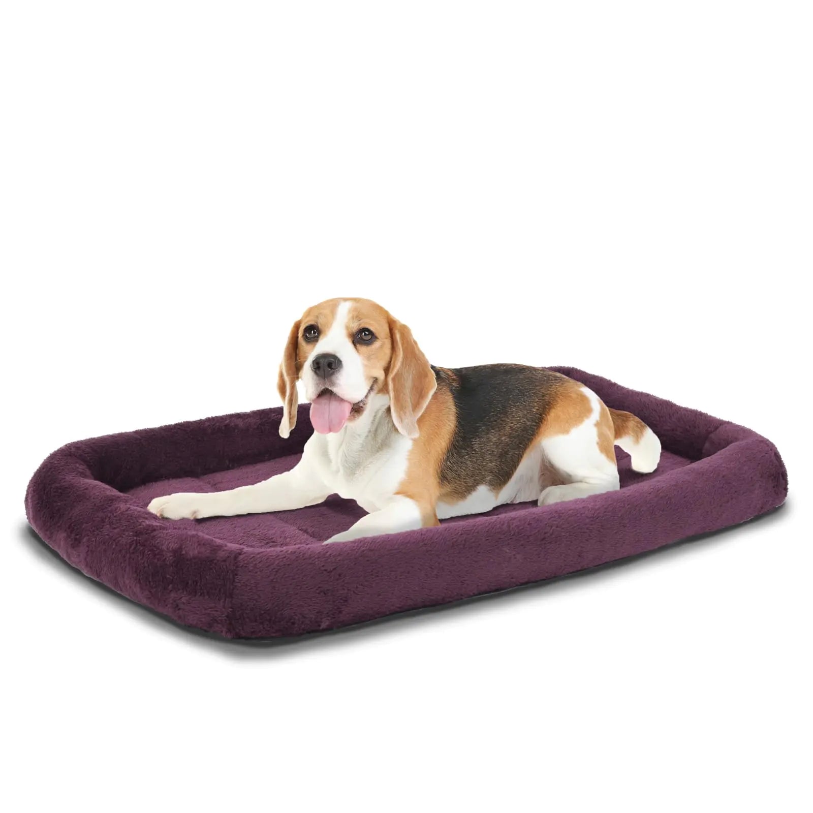 Dog lying on a purple pet bed against a white background